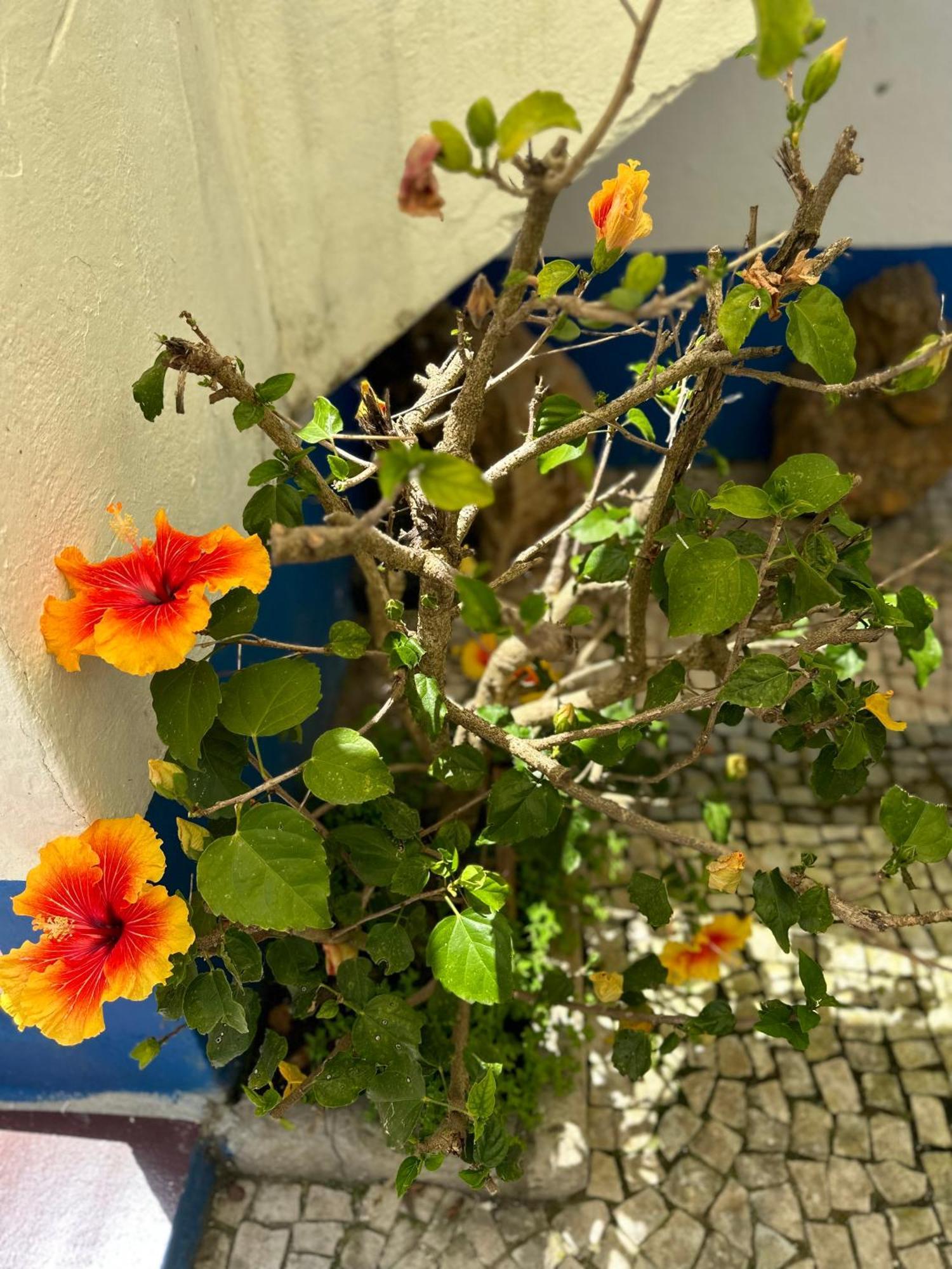 오비도스 Casa Do Poco B&B 외부 사진
